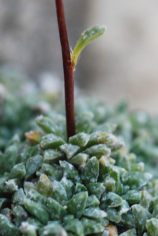 Saxifraga caesia